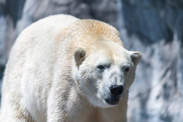 Polar Bear walking with the sun shining