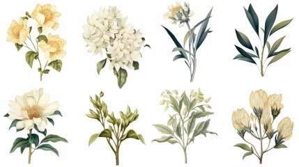 Gordijnen Vintage artwork and retro graphic design set of botanical illustrations of flowers or floral plants © ND STOCK