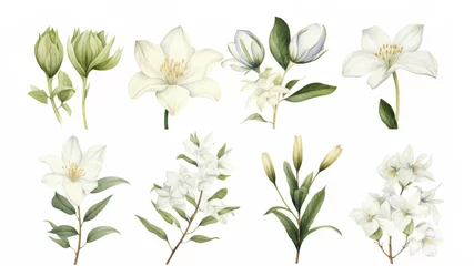 Rolgordijnen Vintage artwork and retro graphic design set of botanical illustrations of flowers or floral plants © ND STOCK