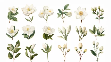  Vintage artwork and retro graphic design set of botanical illustrations of flowers or floral plants © ND STOCK