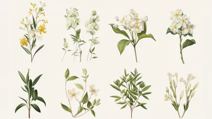 Poster Vintage artwork and retro graphic design set of botanical illustrations of flowers or floral plants © ND STOCK