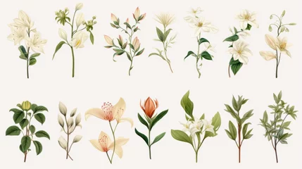 Deurstickers Vintage artwork and retro graphic design set of botanical illustrations of flowers or floral plants © ND STOCK