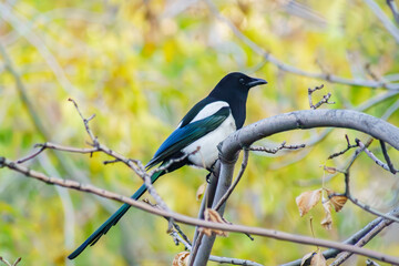 Obraz premium Magpie sitting on a tree