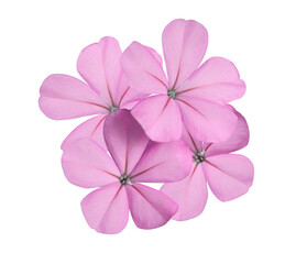White plumbago or Cape leadwort flower. Close up small pink flower bouquet isolated on transparent background.	