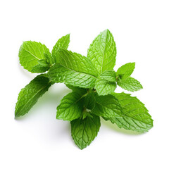 Fresh green mint leaves isolated on white