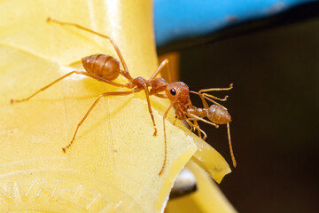 The Red Weaver ant carries a small ant in its mandibles