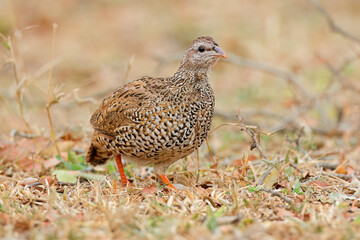 A crested francolin (Dendroperdix sephaena) in natural habitat, Kruger National Park, South Africa.
