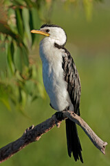 A little pied cormorant (Phalacrocorax melanoleucos), Yellow water billabong, Kakadu National Park, Australia.