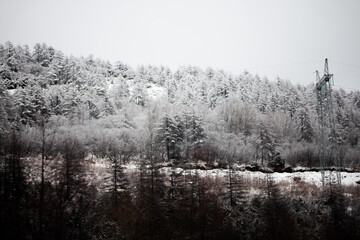 Fototapeta premium Photo of the winter forest during the snowfall in Magadan, Russia. Snow showers on the trees and hills. Fog and haze, low visibility due to snowstorm. Extreme weather conditions