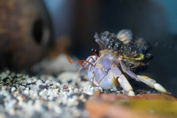 Macro Photography. Animal Close up. Macro shot of a large pet hermit crab, Coenobita violascens, purple - orange in color, walking in the crabitat. Macro Photos of Exotic Animals