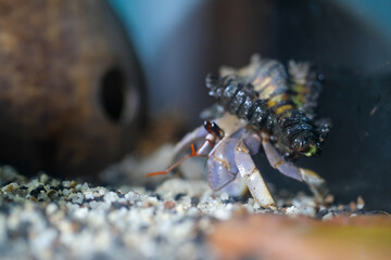 Macro Photography. Animal Close up. Macro shot of a large pet hermit crab, Coenobita violascens, purple - orange in color, walking in the crabitat. Macro Photos of Exotic Animals