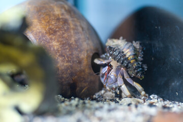 Macro Photography. Animal Close up. Macro shot of a large pet hermit crab, Coenobita violascens, purple - orange in color, walking in the crabitat. Macro Photos of Exotic Animals