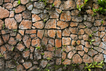 background texture surface stone walls with plant at garden
