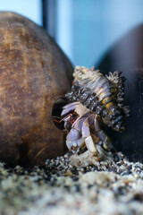 Macro Photography. Animal Close up. Macro shot of the purple land hermit crab Coenobita brevimanus with a unique shell, hermit crab playing with a coconut shell. Purple Coenobita brevimanus size M