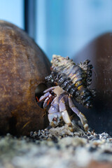 Macro Photography. Animal Close up. Macro shot of a large pet hermit crab, Coenobita violascens, purple - orange in color, walking in the crabitat. Macro Photos of Exotic Animals