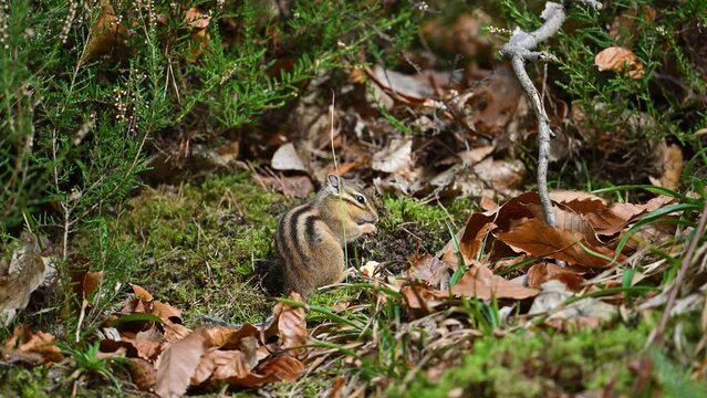 Chipmunk squirrel in the forest