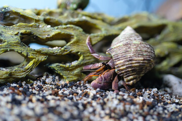 Macro Photography. Animal Close up. Macro shot of a large pet hermit crab, Coenobita violascens, purple - orange in color, walking in the crabitat. Macro Photos of Exotic Animals