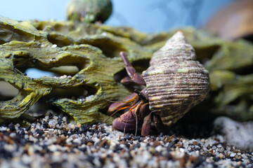 Macro Photography. Animal Close up. Macro shot of a large pet hermit crab, Coenobita violascens, purple - orange in color, walking in the crabitat. Macro Photos of Exotic Animals