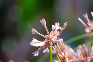 Macro Photography. Plants Close up. Macro shot of the ornamental plant Cyperus Eragrostis, growing wild along the yard. Macro Photo of Exotic Plants, photographed using a macro lens
