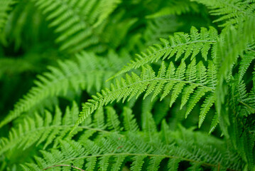 fern leaves