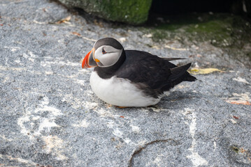 atlantic puffin