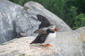 atlantic puffin