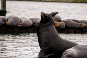 Sea Lions Resting on the Docks 
