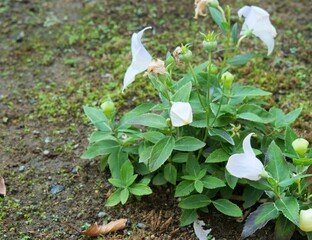 キキョウの花と蕾