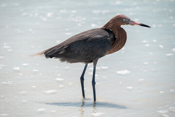 reddish egret 