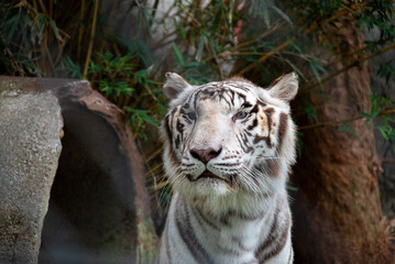 white tiger