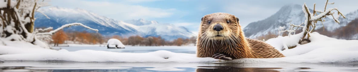Foto op Plexiglas A Banner Photo of an Otter in a Winter Setting © Nathan Hutchcraft