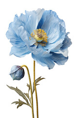 Blue Poppy or Corn poppy flower, transparent background