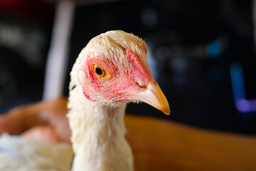Macro Photography. Animal Close up. Macro shot of a white feathered chicken head with a red face and black eyes. Chicken head closeup