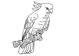 Illustrator Of A Parrot - Cockatoo - kakatua illustration