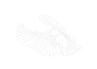 Illustrator Of A Parrot - Cockatoo - kakatua illustration - white line art