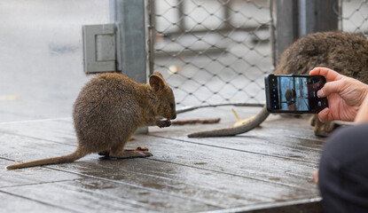 Close up of a Quokka, small marsupial macropod animal, located in natural habitat on Rottnest...