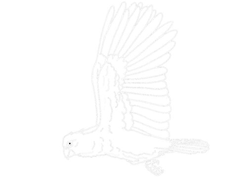 recommend clip art: Illustrator Of A Parrot - Cockatoo - kakatua illustration - white line art