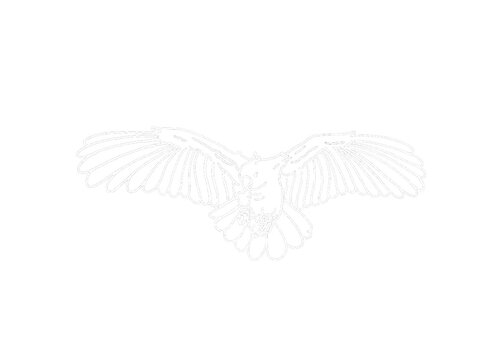 recommend clip art: Illustrator Of A Parrot - Cockatoo - kakatua illustration - white line art