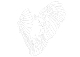 Illustrator Of A Parrot - Cockatoo - kakatua illustration - white line art