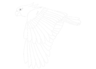 Illustrator Of A Parrot - Cockatoo - kakatua illustration - white line art