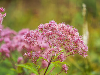 Eupatorium cannabinum, Commonly known as hemp-agrimony, or holy rope in bloom