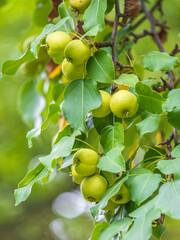 Yellow wild apples ripen on a branch. The Fruit Harvest. Autumn. Soft and selective focus.