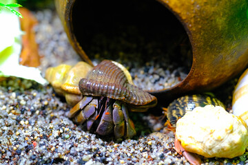 Macro Photography. Animal Close up. Macro shot of the purple land hermit crab (Coenobita...