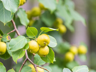 Fototapeta premium Yellow wild apples ripen on a branch. The Fruit Harvest. Autumn. Soft and selective focus.