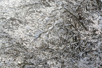 View of bush branches with frost
