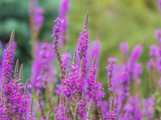 Summer Flowering Purple Loosestrife, Lythrum tomentosum on a green blured background.