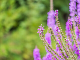 Summer Flowering Purple Loosestrife, Lythrum tomentosum on a green blured background.