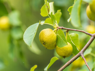 Yellow wild apples ripen on a branch. The Fruit Harvest. Autumn. Soft and selective focus.