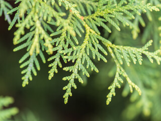 Thuja branches close-up. Thuja branch background