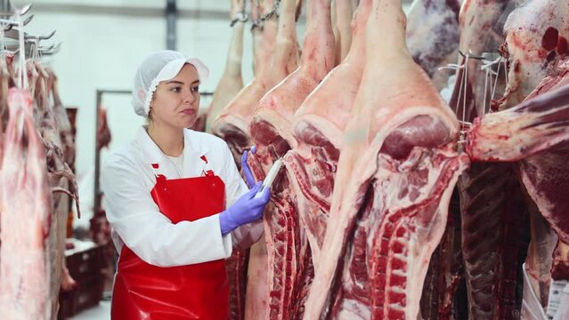 Interested young woman in white coat and red apron working in butchery cold warehouse, checking temperature of hanging raw dressed pork carcasses . High quality 4k footage